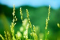 Fresh green grass field on blue sky blurred background close up, yellow long stem spikes on wild meadow soft focus macro Royalty Free Stock Photo