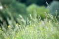 Fresh green grass field on blurred bokeh background close up, ears on meadow soft focus macro, beautiful sunlight summer lawn Royalty Free Stock Photo