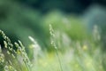 Fresh green grass field on blurred bokeh background close up, ears on meadow soft focus macro, beautiful sunlight summer lawn Royalty Free Stock Photo