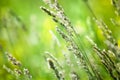 Fresh green grass field on blurred bokeh background close up, ears on meadow soft focus macro, beautiful sunlight summer lawn Royalty Free Stock Photo