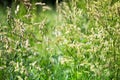 Fresh green grass field on blurred bokeh background close up, ears on meadow soft focus macro, beautiful sunny summer lawn, spring Royalty Free Stock Photo