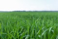 Fresh green grass field and bright blue sky. Spring day. Royalty Free Stock Photo