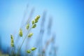 Fresh green grass field on clear blue sky blurred background close up, long stem spikes on wild meadow soft focus macro Royalty Free Stock Photo