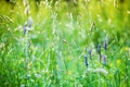 Fresh green grass field, purple flowers close up, yellow sunlight blurred bokeh background, sunny morning meadow soft focus macro Royalty Free Stock Photo