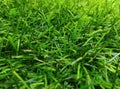 fresh green grass gives life