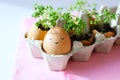 The fresh green grass growing in an egg shell with the funny persons drawn on it. The idea of spring creativity for