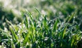 Fresh green grass growing in meadow with drops of morning dew in sun light Royalty Free Stock Photo