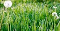 Fresh green grass growing in meadow with drops of morning dew in sun light Royalty Free Stock Photo