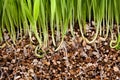 Fresh green grass growing vermiculite