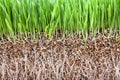 Fresh green grass growing vermiculite Royalty Free Stock Photo