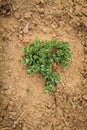 Fresh green grass grown on the dry ground in early spring, selective focus