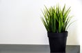 Fresh green grass grows in a concrete pot. Royalty Free Stock Photo