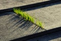 Fresh Green Grass Grows Through Narrow Gap In Concrete Steps Royalty Free Stock Photo