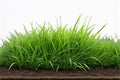 Fresh green grass isolated over a white background - mockup template - generated by ai Royalty Free Stock Photo