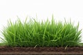 Fresh green grass isolated over a white background - mockup template - generated by ai Royalty Free Stock Photo