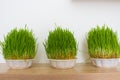 Fresh green grass isolated