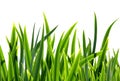 Fresh green grass isolated on white background Royalty Free Stock Photo
