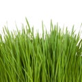 Fresh green grass isolated on a white background Royalty Free Stock Photo