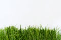 Fresh green grass isolated on white background for border or frame. Royalty Free Stock Photo