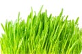 Fresh green grass isolated on white background. Grass leaves close up, macro Royalty Free Stock Photo