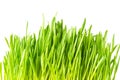 Fresh green grass isolated on white background. Grass leaves close up, macro Royalty Free Stock Photo