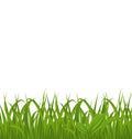 Fresh green grass isolated on white background, space for your t Royalty Free Stock Photo
