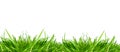 Fresh green grass lawn with blades and leaves against isolated white studio background Royalty Free Stock Photo