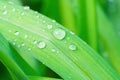 Fresh Green Grass Leaf after Rain with Water Drops. Botanical Nature Background. Background Wallpaper Poster Template. Royalty Free Stock Photo