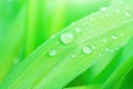 Fresh Green Grass Leaf after Rain with Water Drops. Botanical Nature Background. Wallpaper Poster Template. Organic Cosmetics