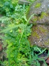 Fresh green grass leaves on fresh green moss rocks in the backyard Royalty Free Stock Photo