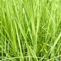 Fresh green grass leaves texture on square background