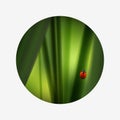 Fresh green grass and lovely red ladybug. Summer season. Royalty Free Stock Photo