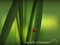 Fresh green grass and lovely red ladybug. Summer season. Royalty Free Stock Photo