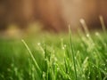 Fresh green grass in a meadow with drops of water beads and warm orange blurred background Royalty Free Stock Photo