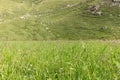 Fresh green grass and meadow flowers on a high plateau in the Italian Alps Royalty Free Stock Photo