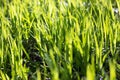 Fresh green grass in the meadow Royalty Free Stock Photo