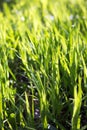 Fresh green grass in the meadow Royalty Free Stock Photo