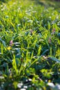 Fresh green grass in the meadow Royalty Free Stock Photo