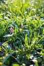 Fresh green grass in the meadow Royalty Free Stock Photo