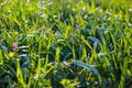 Fresh green grass in the meadow Royalty Free Stock Photo