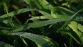 Fresh green grass in the meadow with water dew drops in the morning light. Royalty Free Stock Photo