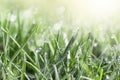 Fresh green grass in the meadow with water dew drops in the morning light Royalty Free Stock Photo