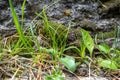 Fresh green grass and moss on rock wall background Royalty Free Stock Photo