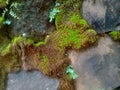 fresh green grass and moss on the stone wall in the front yard of the house Royalty Free Stock Photo