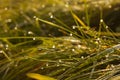 Fresh green grass with a numerous of shining drops of cold dew