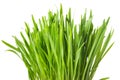 Fresh green grass, oat sprouts, close up, isolated on white back Royalty Free Stock Photo