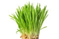 Fresh green grass, oat sprouts, close up, isolated on white back Royalty Free Stock Photo