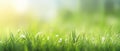 Fresh green grass panorama with bokeh background on a sunny day.