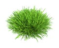 Fresh green grass piece of land isolated on white Royalty Free Stock Photo