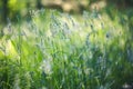 Fresh green grass and plants in the sunlight with blurred background and beautiful bokeh. Macro image with small depth of field Royalty Free Stock Photo